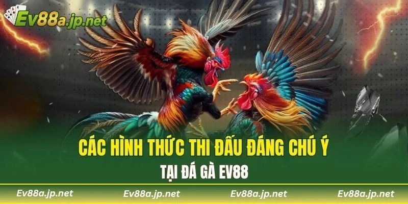 Các hình thức thi đấu đáng chú ý tại Đá Gà EV88